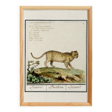 Petite affiche sur le léopard, d'après une gravure ancienne de 1610.