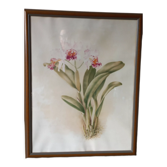Old lithograph Orchid Cattleya