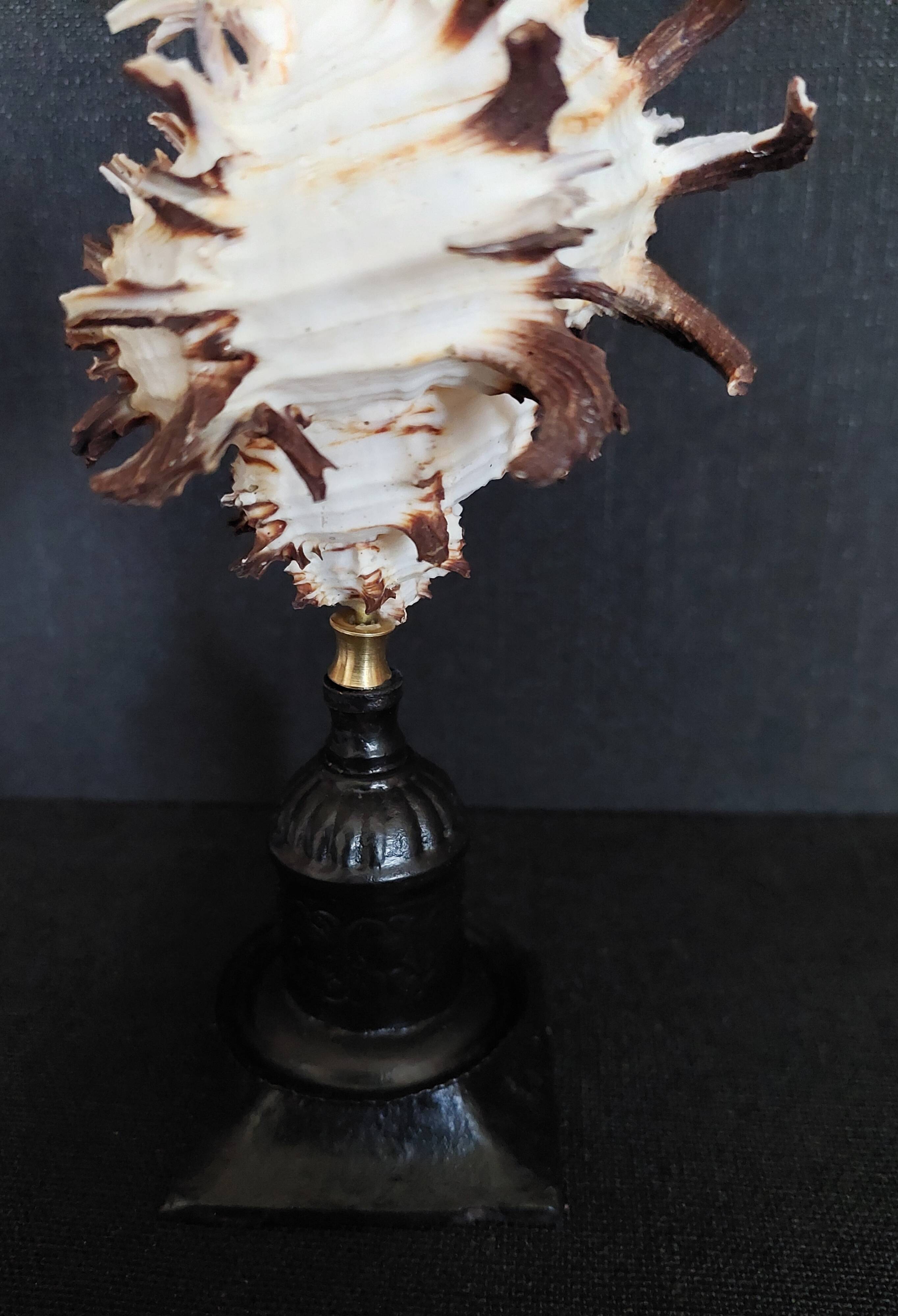 Cabinet of Curiosities hexaplex cichoreum shell on base
