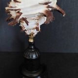 Cabinet of Curiosities hexaplex cichoreum shell on base