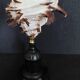 Cabinet of Curiosities hexaplex cichoreum shell on base