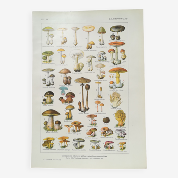 Lithograph on mushrooms from 1920