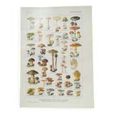 Lithograph on mushrooms from 1920
