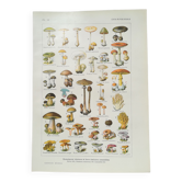 Lithographie sur les champignons de 1920