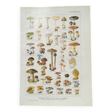 Lithograph on mushrooms from 1920