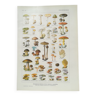 Lithographie sur les champignons de 1920