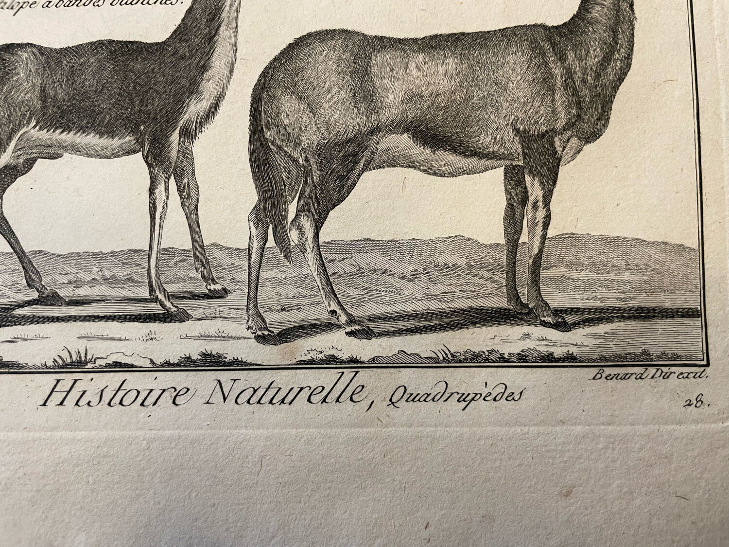 Engraving XVIIIth Buffon