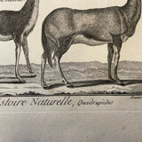 Engraving XVIIIth Buffon