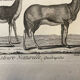 Gravure XVIIIe Buffon