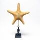 Starfish on turned wooden base, late 19th century - cabinet of curiosities