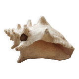 Shell