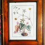 Lithographic botanical board frame