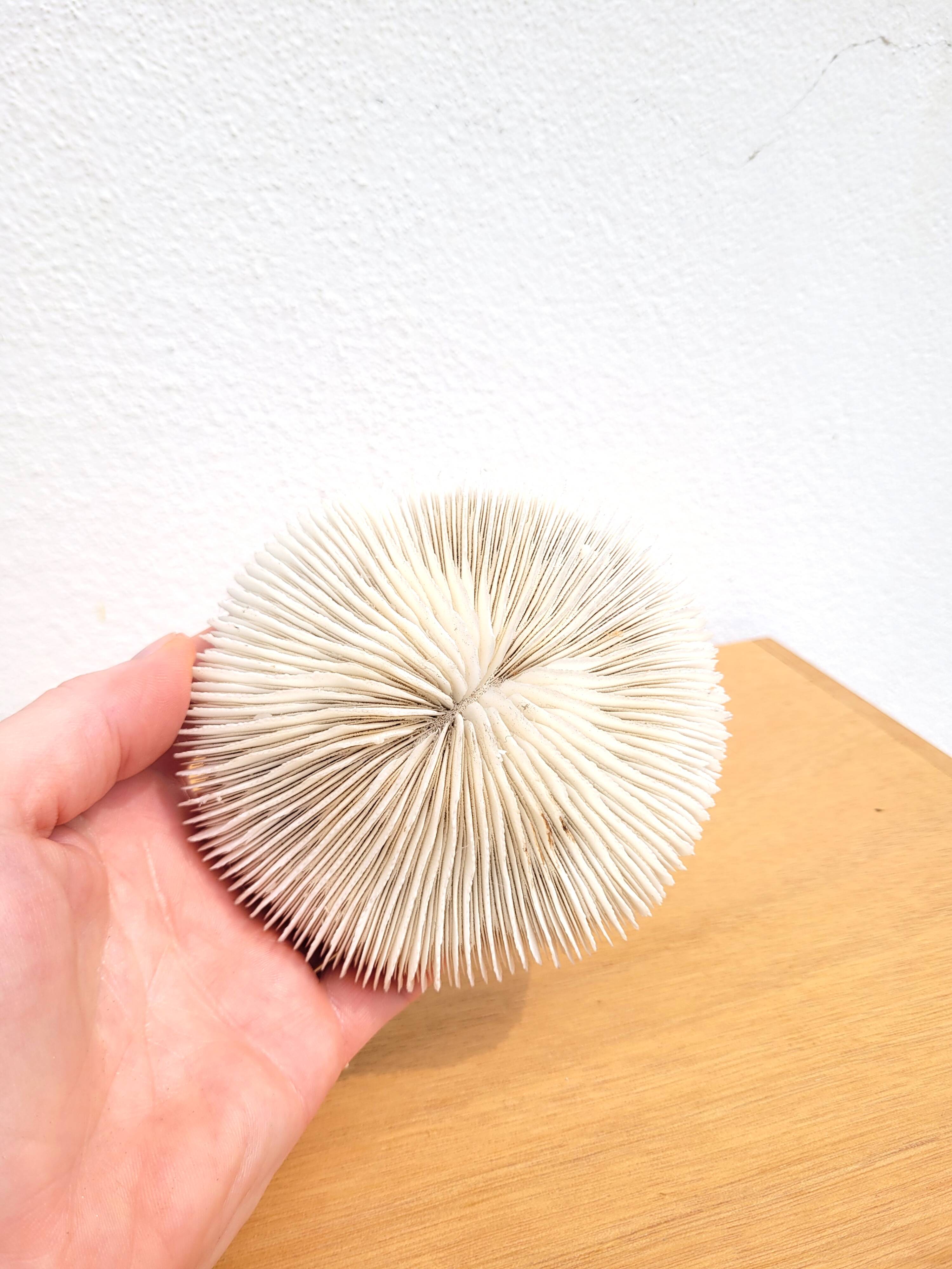 Ancient Coral Fungia or Shark Cushion