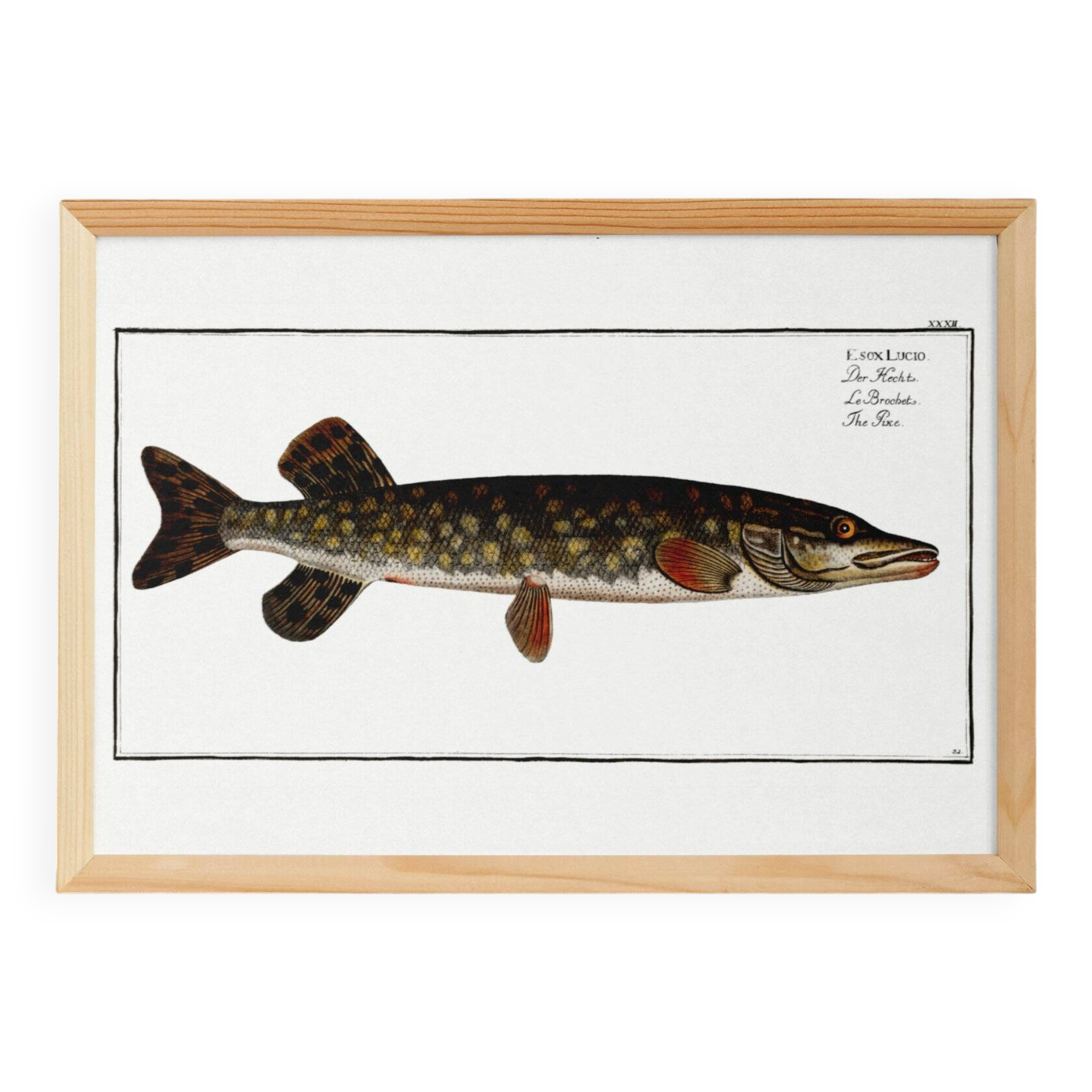 Poster about pike, based on an old engraving from 1746.
