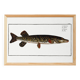 Poster about pike, based on an old engraving from 1746.