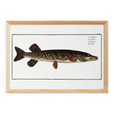 Poster about pike, based on an old engraving from 1746.