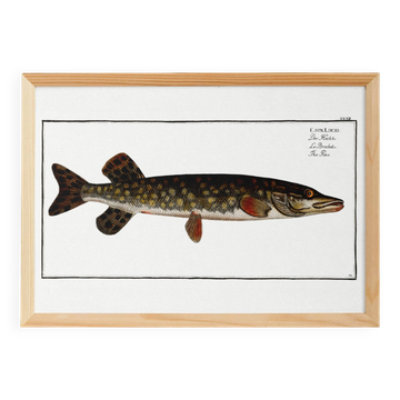 Poster about pike, based on an old engraving from 1746.