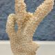 Coral on pedestal