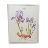 Planche botanique Iris