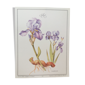 Planche botanique Iris