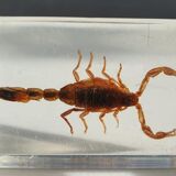 Insect under resin Scorpio "still loving you"