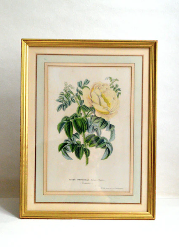 Botanical setting Rosier Pimprenelle