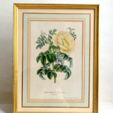 Botanical setting Rosier Pimprenelle