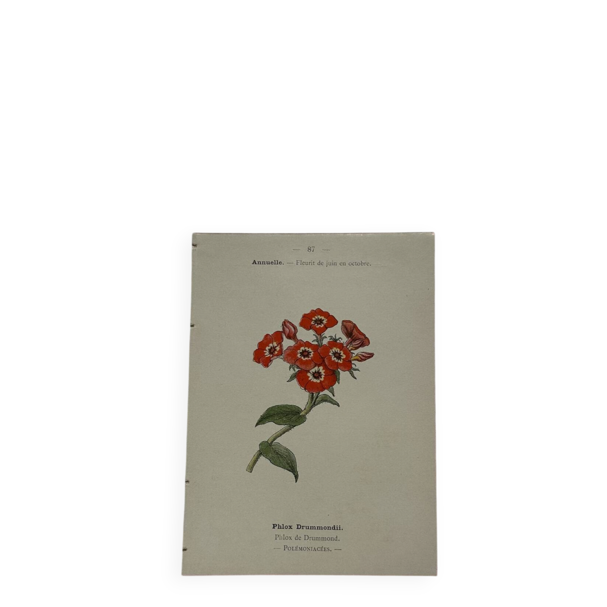 🌿 Botanical Plate Old Naturalist Engraving 19th Century Double-Sided A