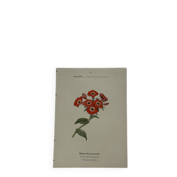 Planche botanique, gravure naturaliste, 19ème