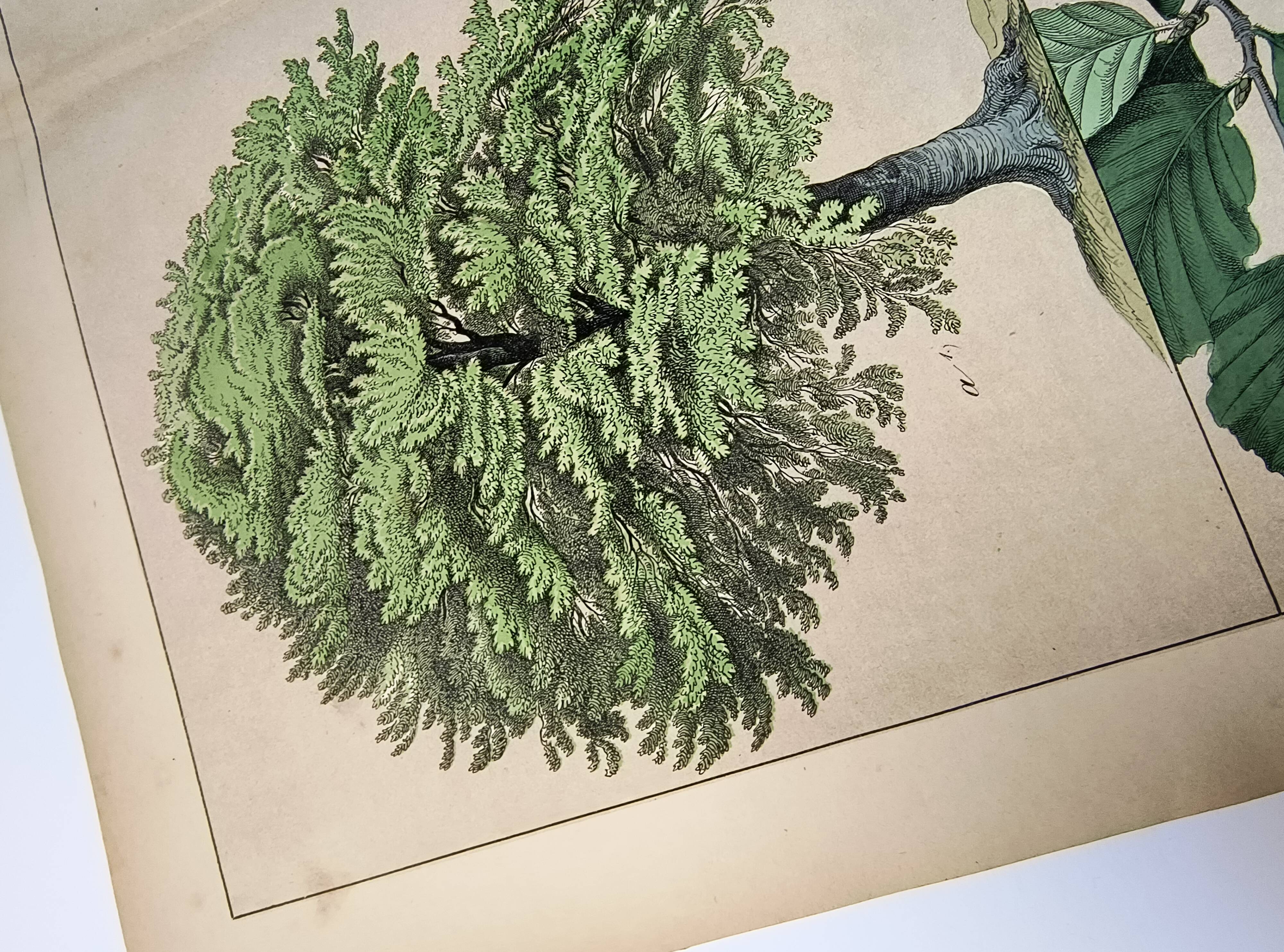 Gravure botanique 1870. Hêtre et Chêne. Planche arbre Vintage