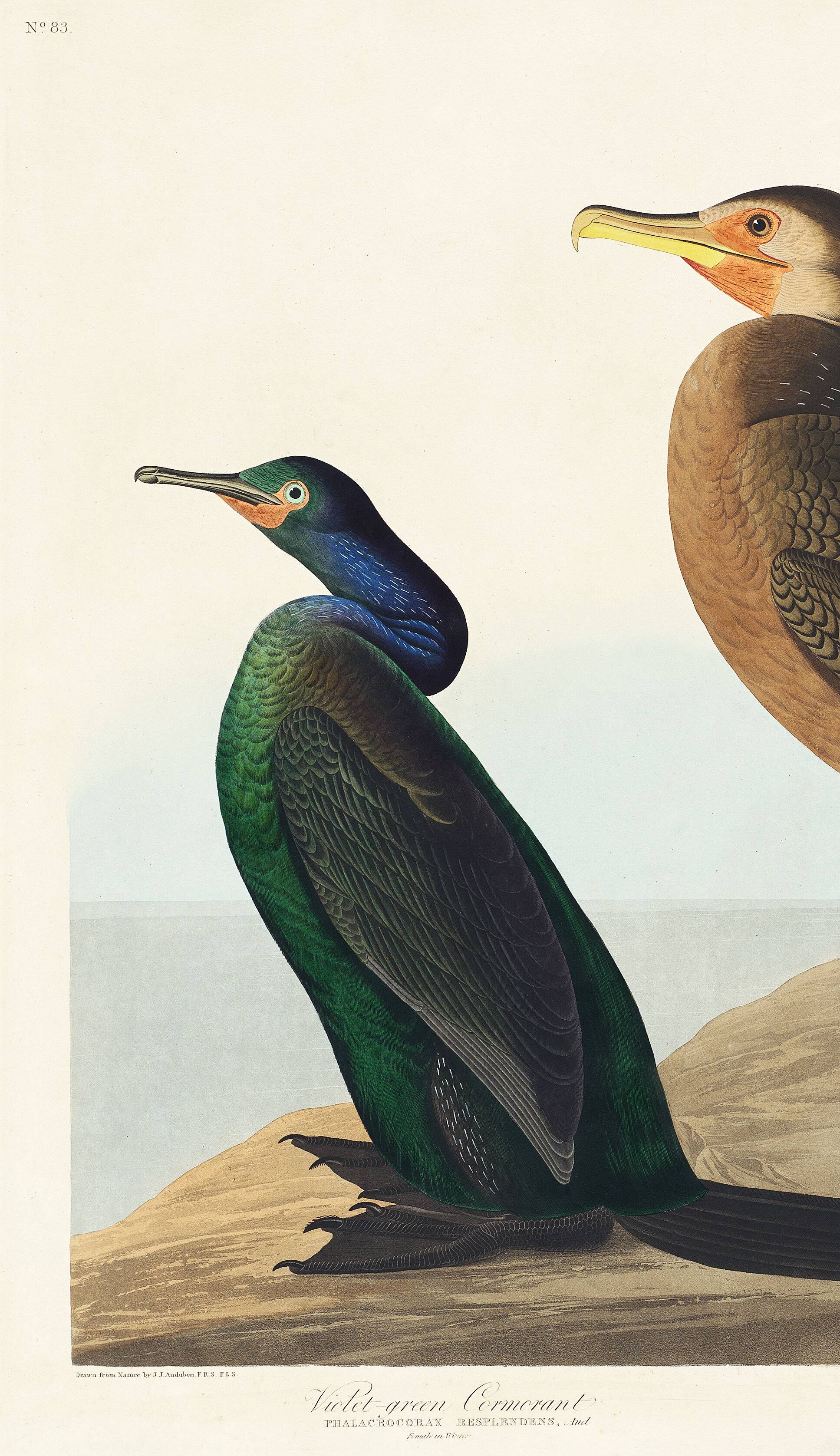 Poster about the Cormorant, based on an old engraving from 1827.