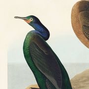 Poster about the Cormorant, based on an old engraving from 1827.