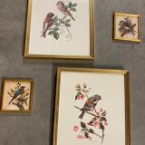 Bird paintings