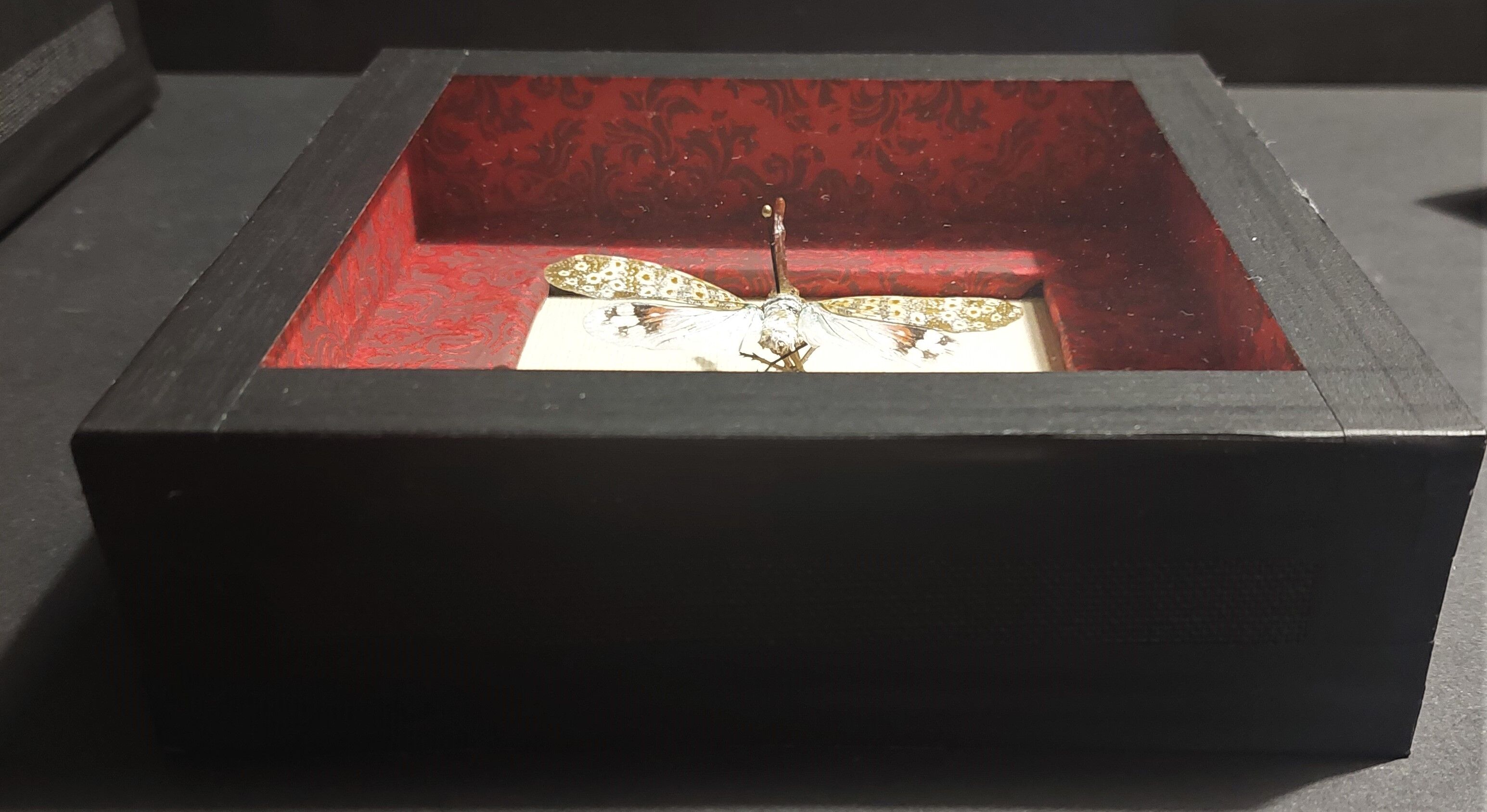 Entomology framework insect pyrops oculatus