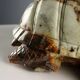 Modern sculpture of a turtle in hard stone, Italy, 20th century