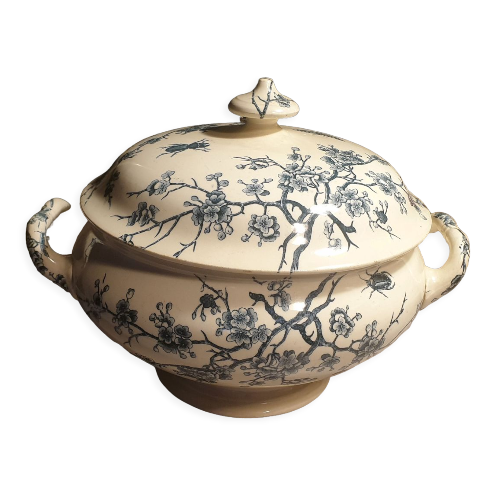 Insect Shoemaker XIXth