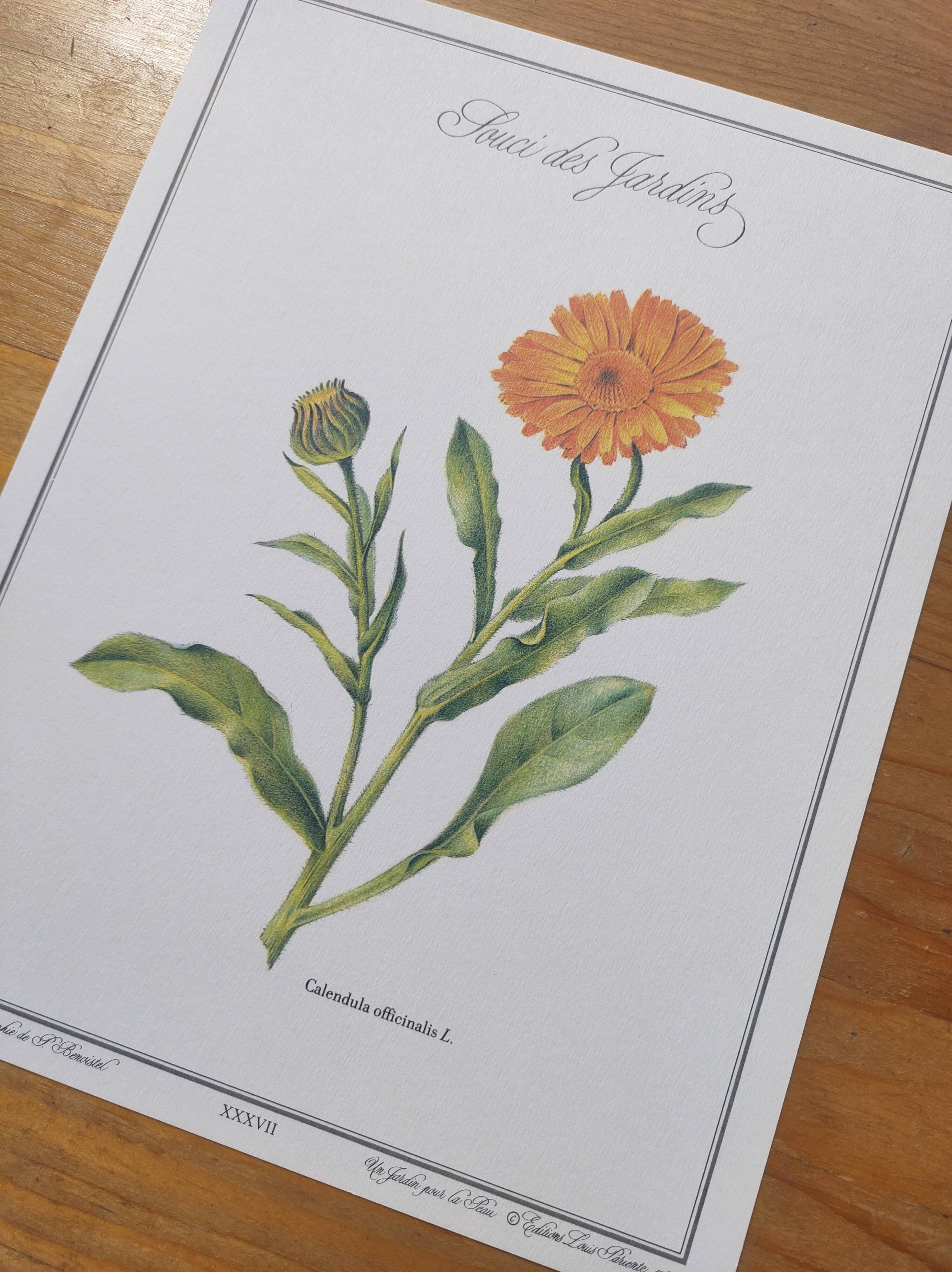 Botanical board -Garden Marigold- Pastel illustration of medicinal plants and flowers