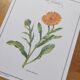 Botanical board -Garden Marigold- Pastel illustration of medicinal plants and flowers