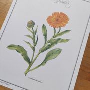 Botanical board -Garden Marigold- Pastel illustration of medicinal plants and flowers