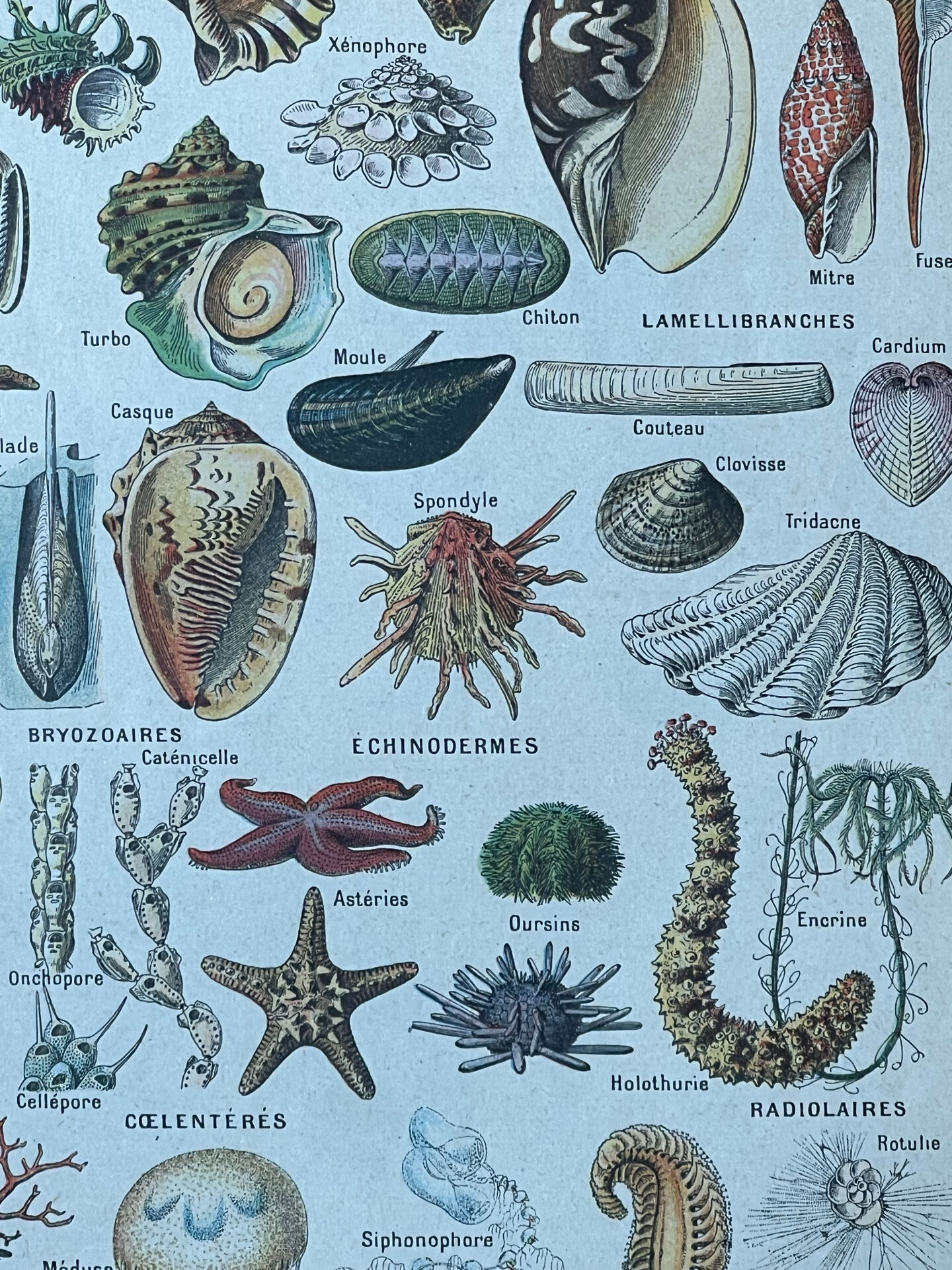 Botanical plate 1927, 18.5x27.5cm