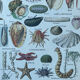 Botanical plate 1927, 18.5x27.5cm