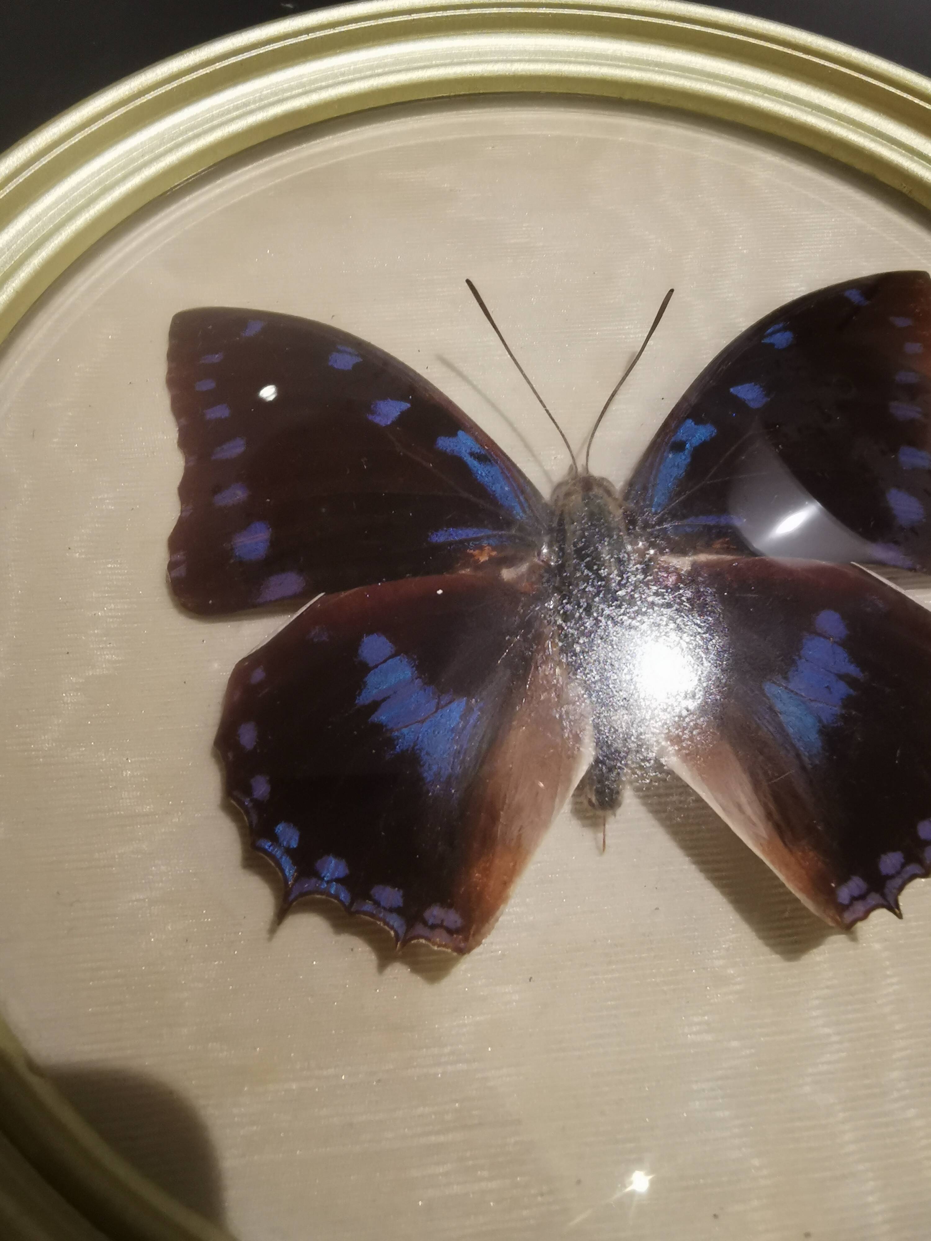 Cadre doré papillon naturalisé