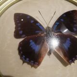 Cadre doré papillon naturalisé