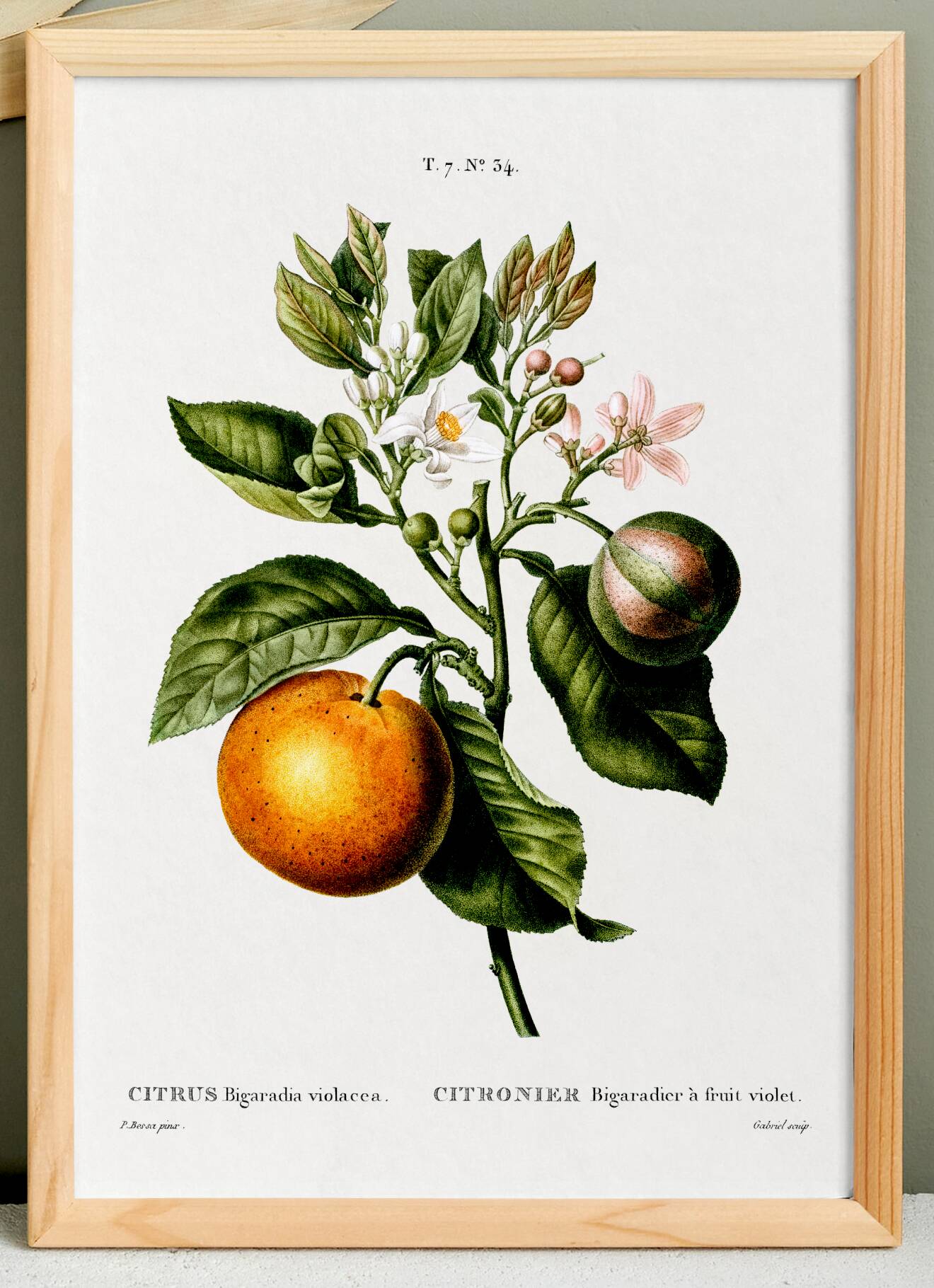 Poster about the lemon tree and its lemons