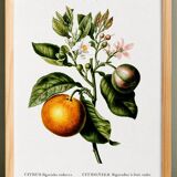Poster about the lemon tree and its lemons