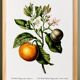 Poster about the lemon tree and its lemons