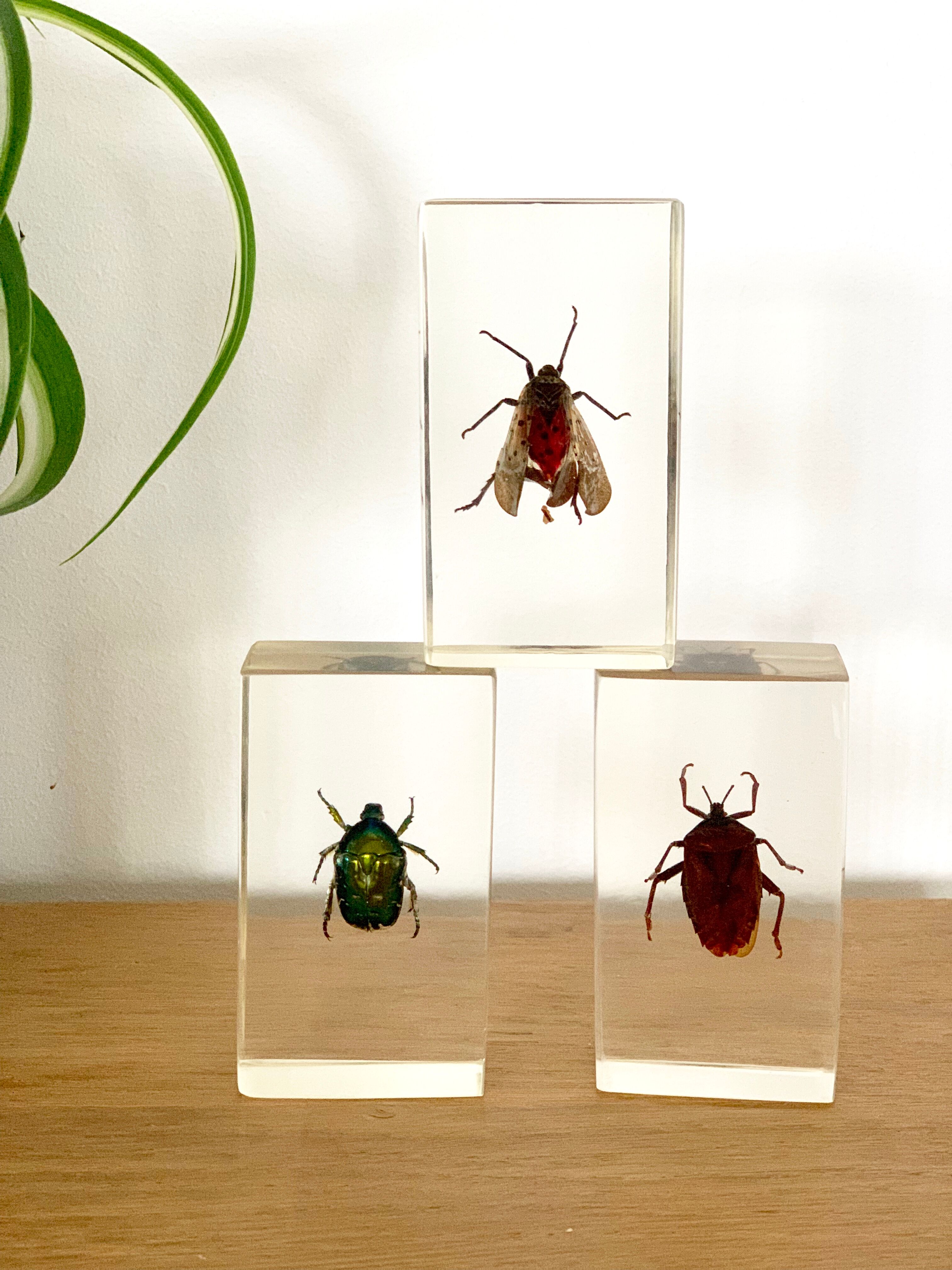 Pack of 3 insect inclusions