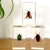 Pack of 3 insect inclusions