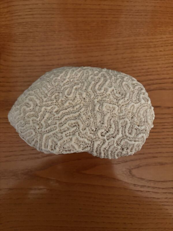 Corail cerveau