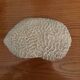 Corail cerveau